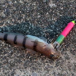 リュウグウハゼ