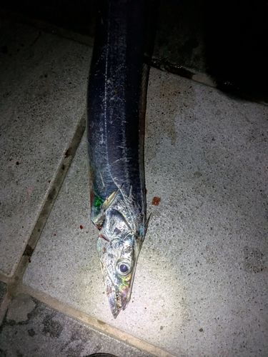 タチウオの釣果