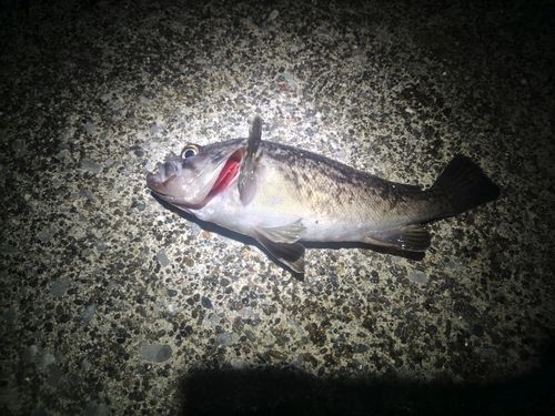 クロソイの釣果