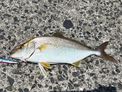 ネリゴの釣果