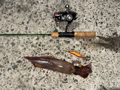 シロイカの釣果