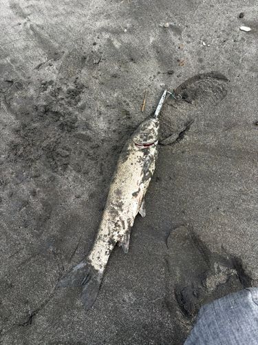 マルタウグイの釣果