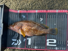 キジハタの釣果