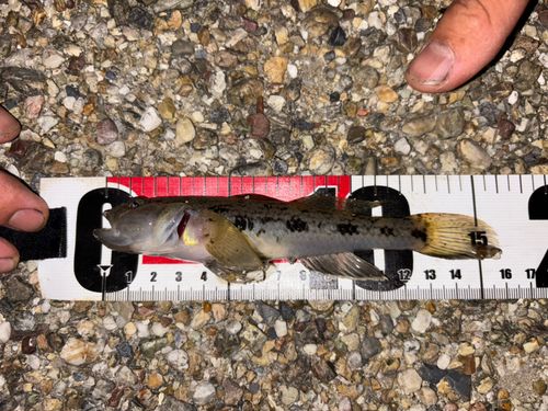 ウロハゼの釣果