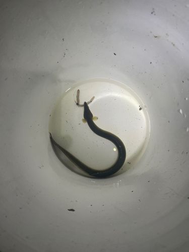 ニホンウナギの釣果