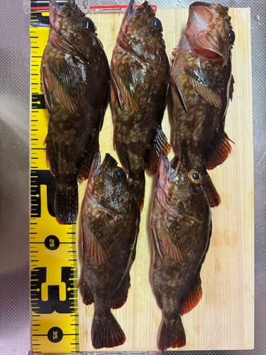 カサゴの釣果