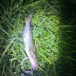 アメリカナマズ