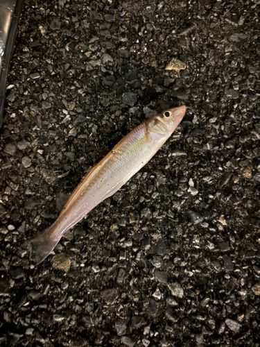 シロギスの釣果