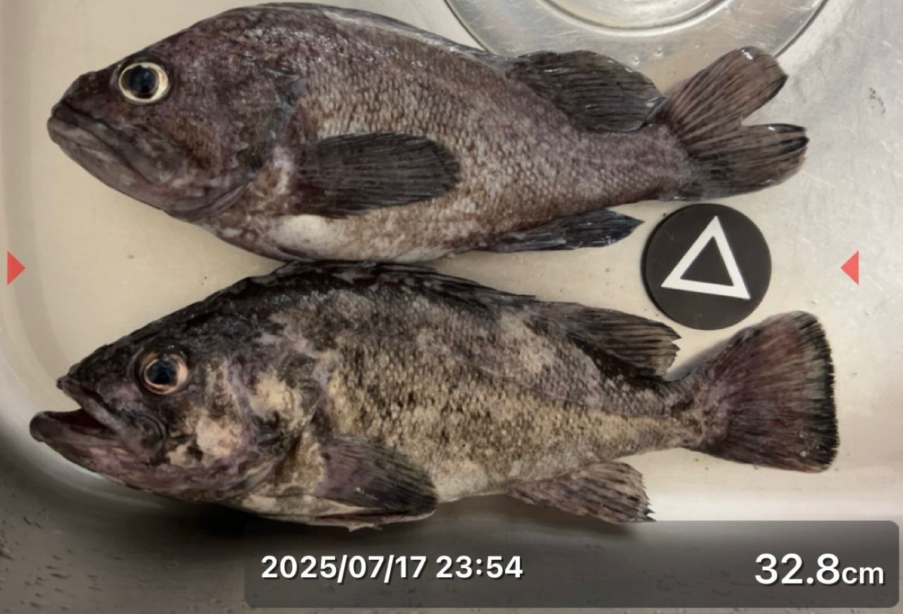 クロソイ