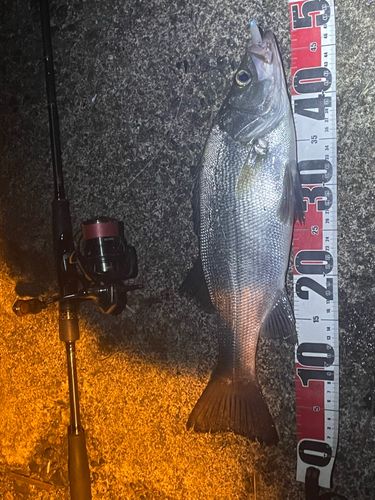 ヒラスズキの釣果