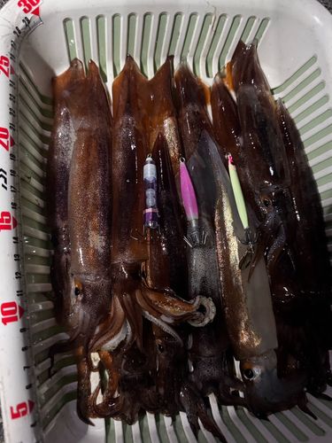 スルメイカの釣果