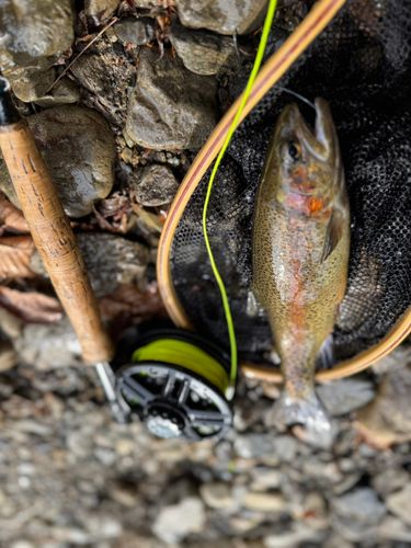 養沢フィッシングランド