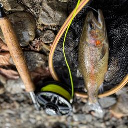 レインボートラウト