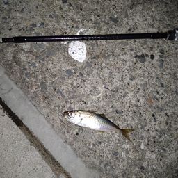 アジ