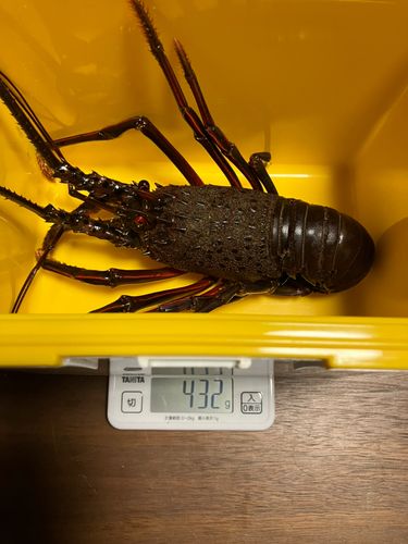 イセエビの釣果