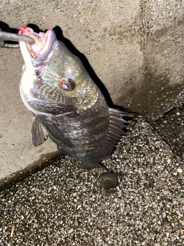 クロダイの釣果
