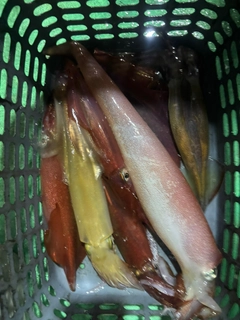ケンサキイカの釣果