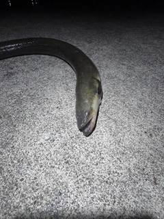 ウナギの釣果