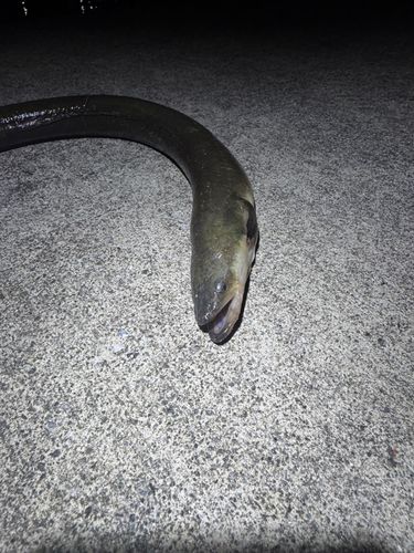 ウナギの釣果