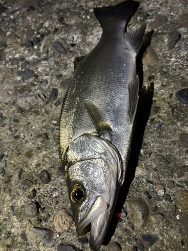 ヒラスズキの釣果