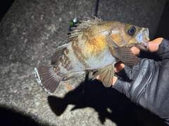 メバルの釣果