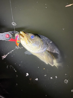 スズキの釣果