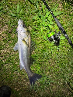スズキの釣果