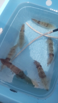 マルイカの釣果