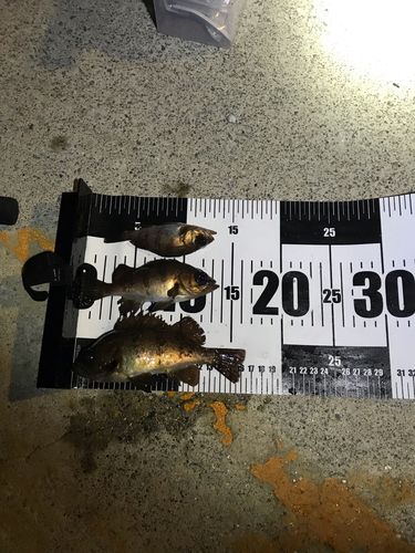 メバルの釣果