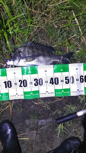 チヌの釣果