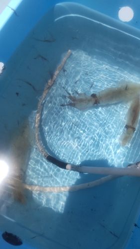 マルイカの釣果