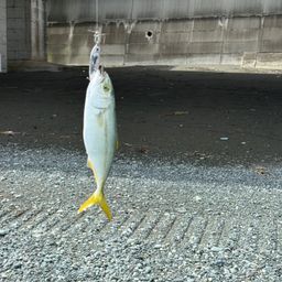 ワカシ