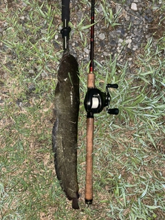 ナマズの釣果