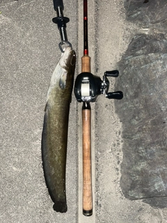 ナマズの釣果