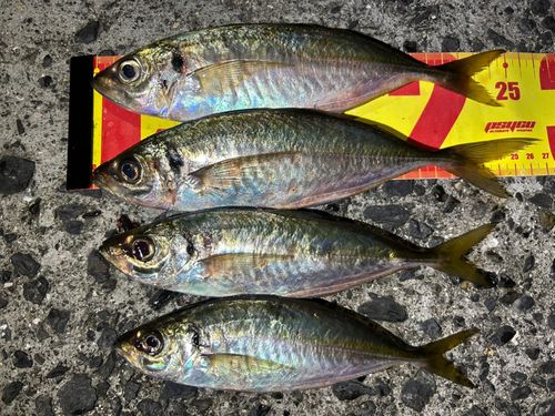 マアジの釣果
