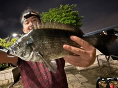 クロダイの釣果