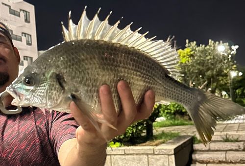 キビレの釣果