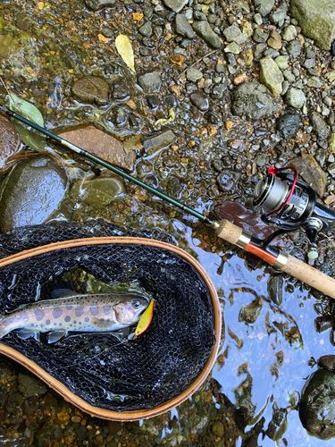 ヤマメの釣果