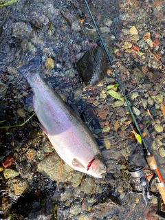 ニジマスの釣果