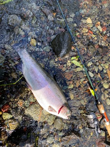 ニジマスの釣果