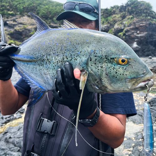 カスミアジの釣果