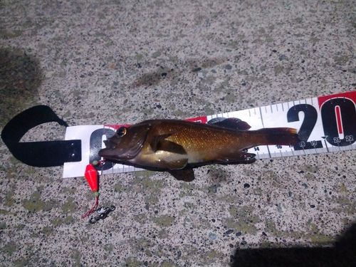 エゾメバルの釣果