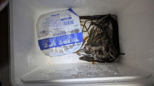 ウナギの釣果