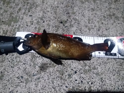 エゾメバルの釣果