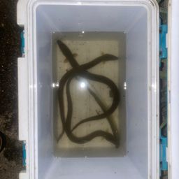 ウナギ