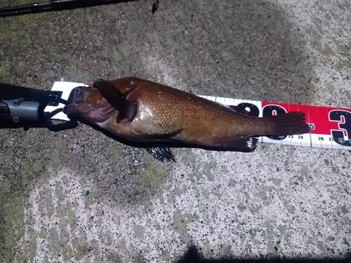 エゾメバルの釣果