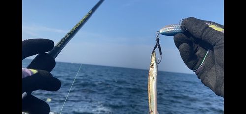 カマスの釣果