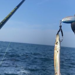 カマス