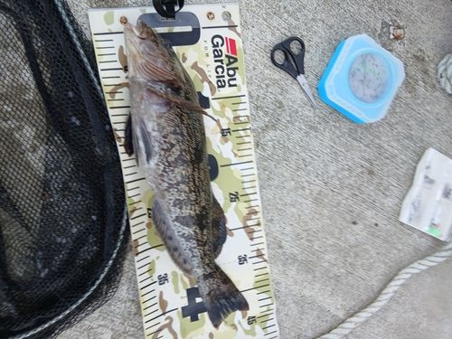 アイナメの釣果