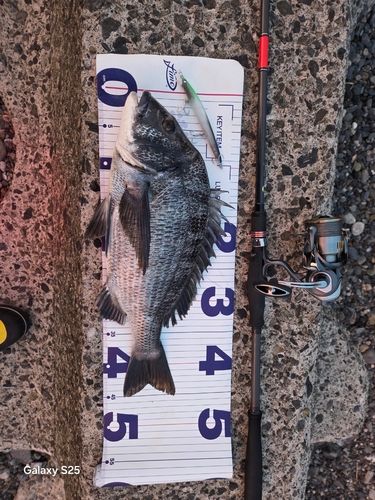 クロダイの釣果